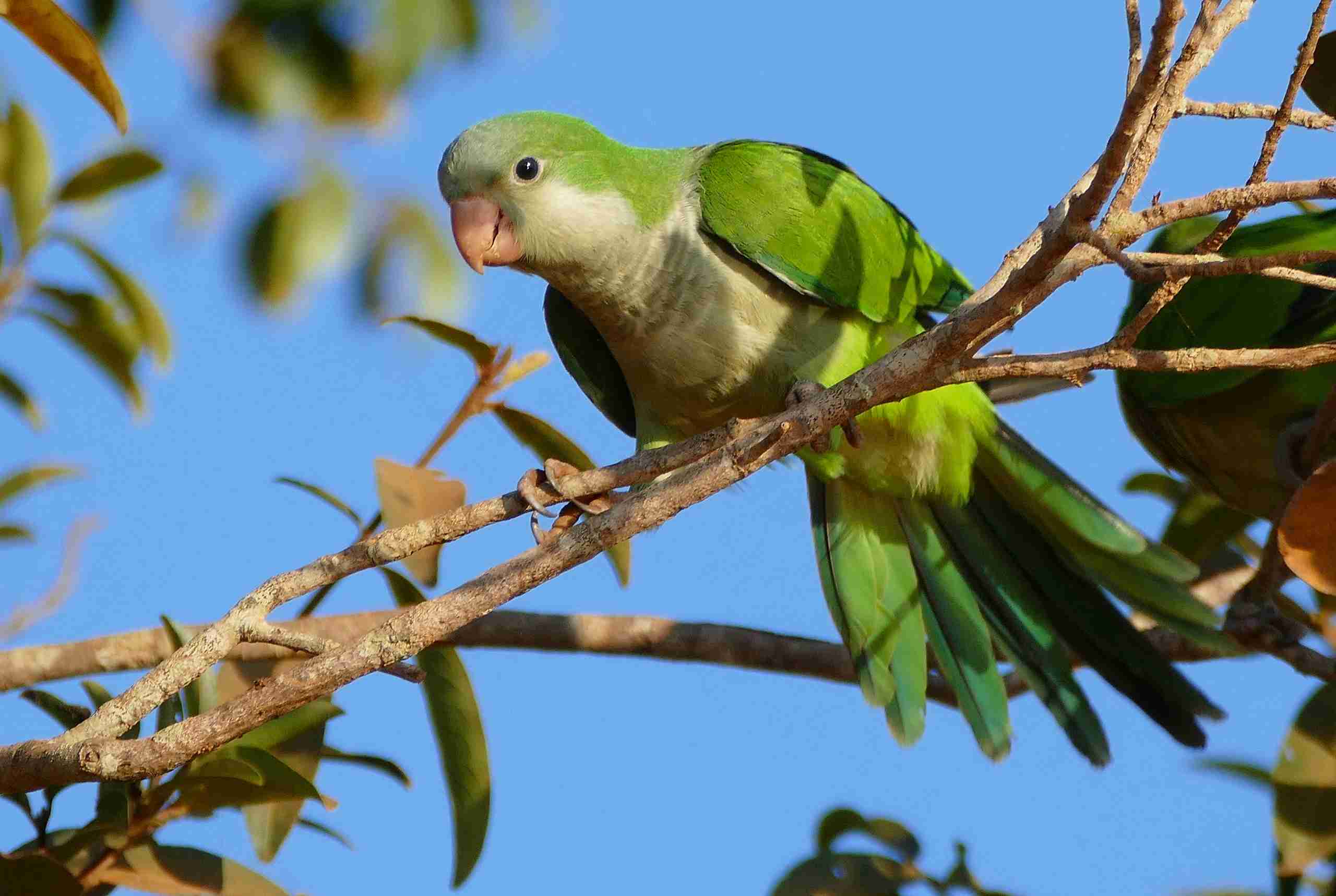 Monk parakeet in a tree