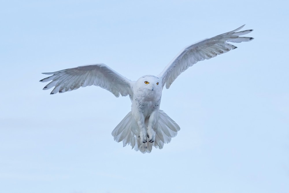 Snowy Owl (Bubo scandiacus)