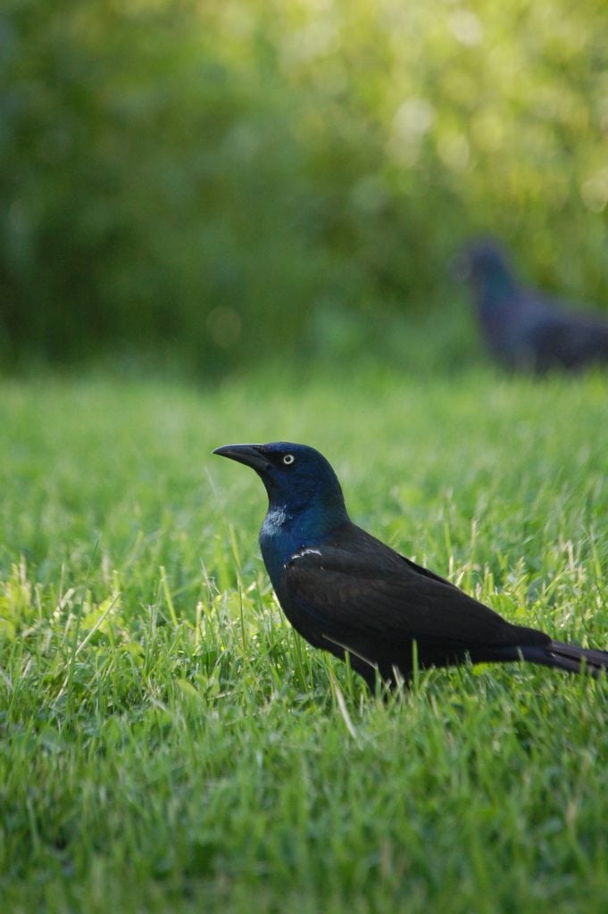 Grackle on Lawn