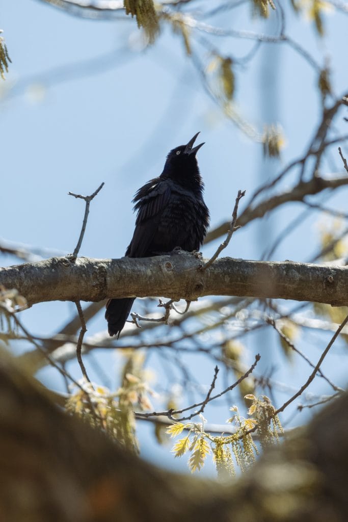 Calling Grackle