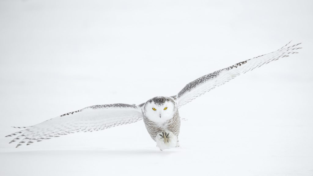 Snowy Owl Wings