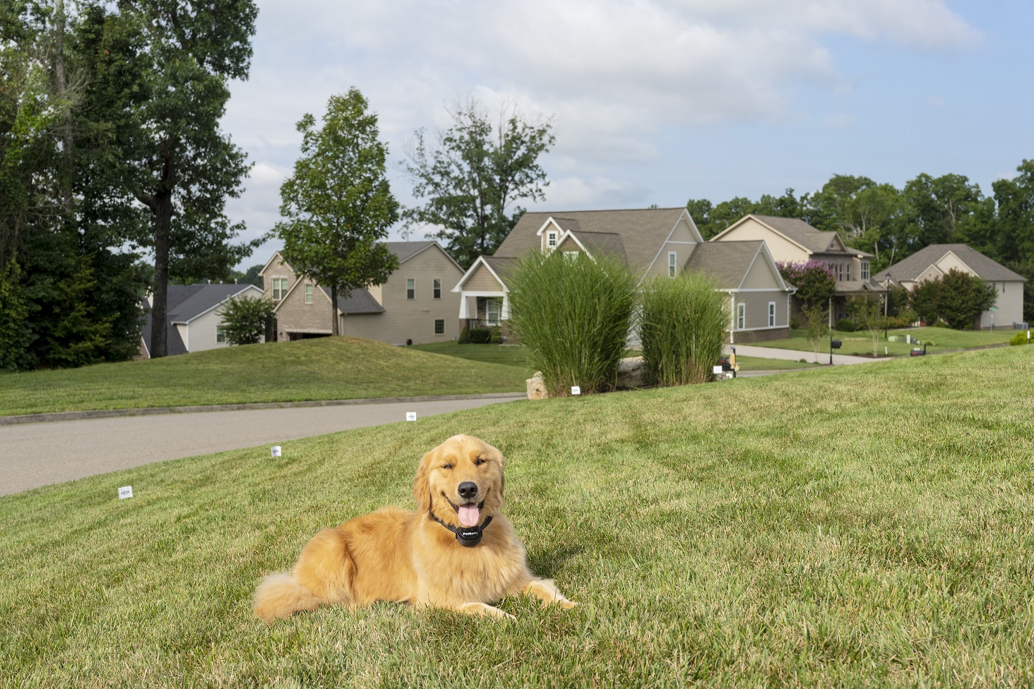 dog wearing ecollar in yard