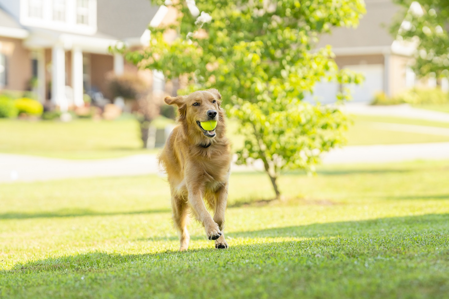 dog with ball running