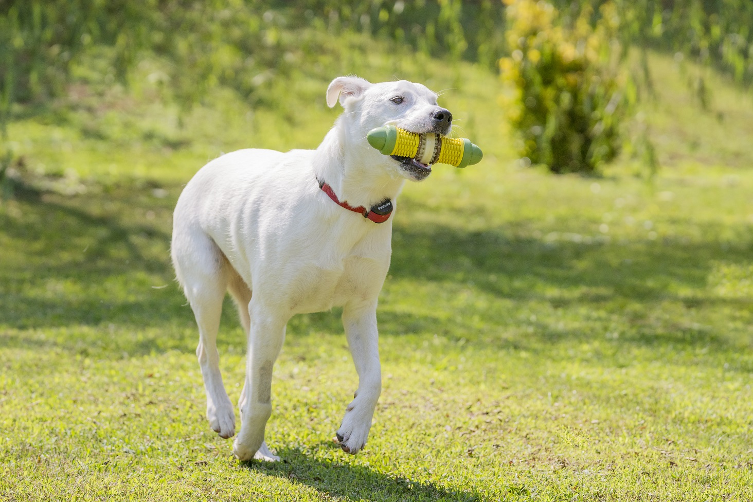 dog with toy