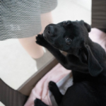 A playpen full of puppies