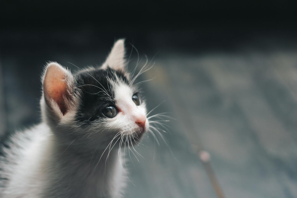 Photo of White and Black Kitten