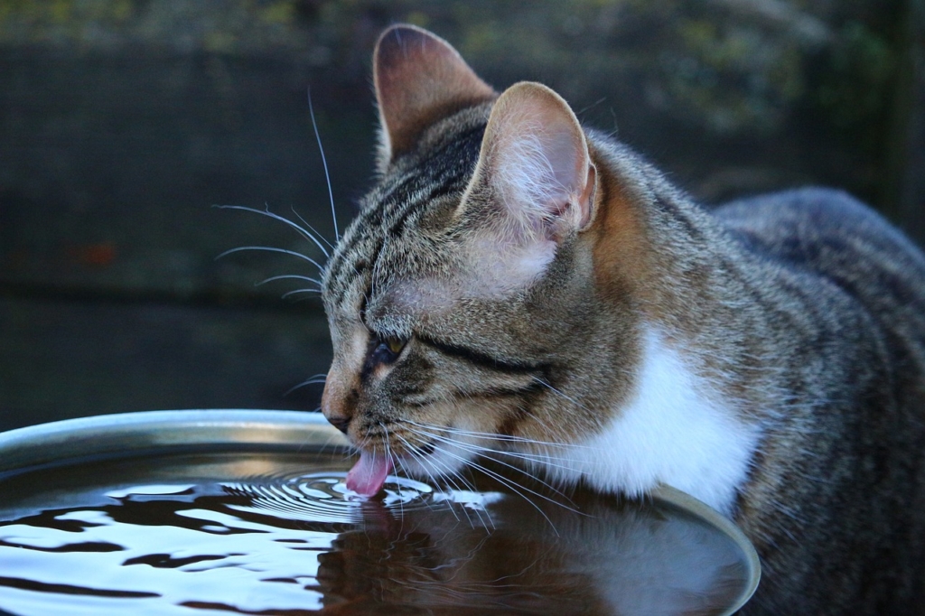 cat, kitten, drink