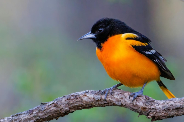 Close-Up Shot of a Baltimore Oriole Bird Perched on the Branch