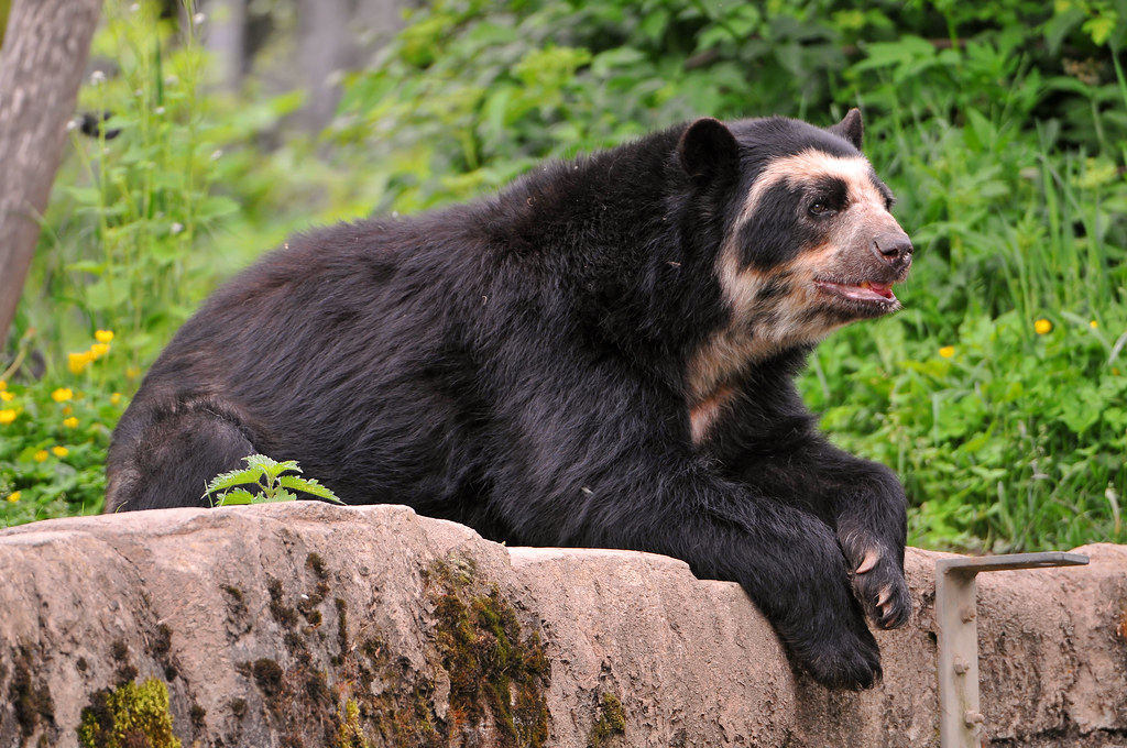 Lounging spectacled bear