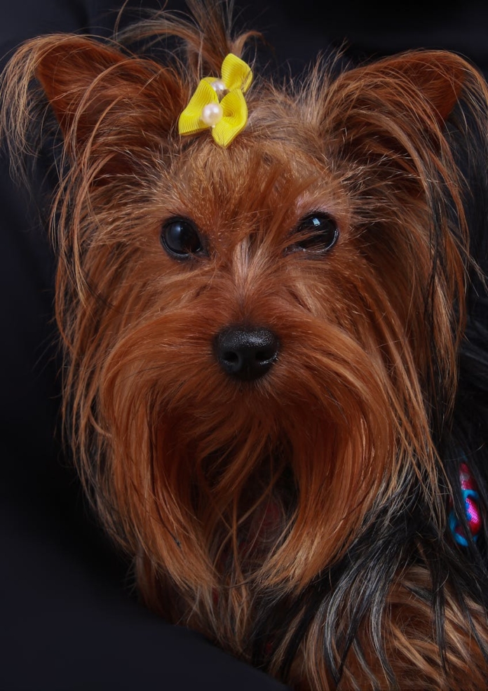 Yorkshire Terrier with Yellow Bows