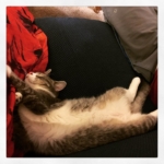 Stretchy kitteh iz glad we r in da howz. #jasperthecat #catsofinstagram #southernliving