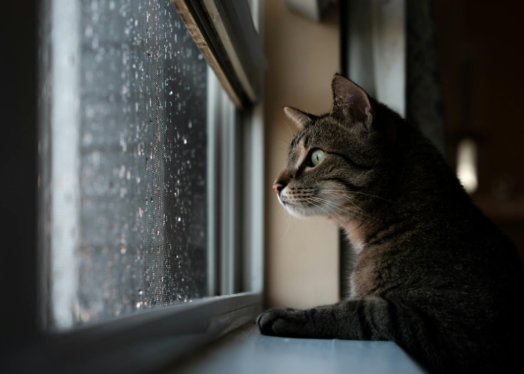 Cute Cat Looking in Window with Raindrops