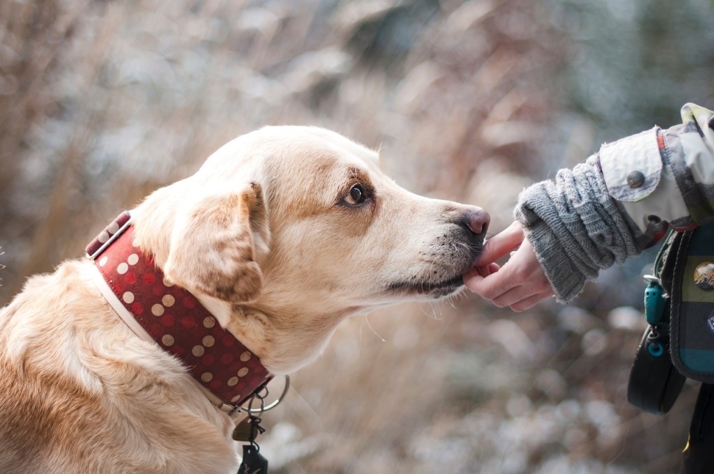 dog, animal, labrador