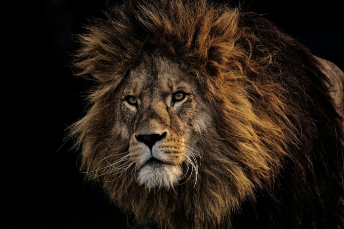 Brown Lion