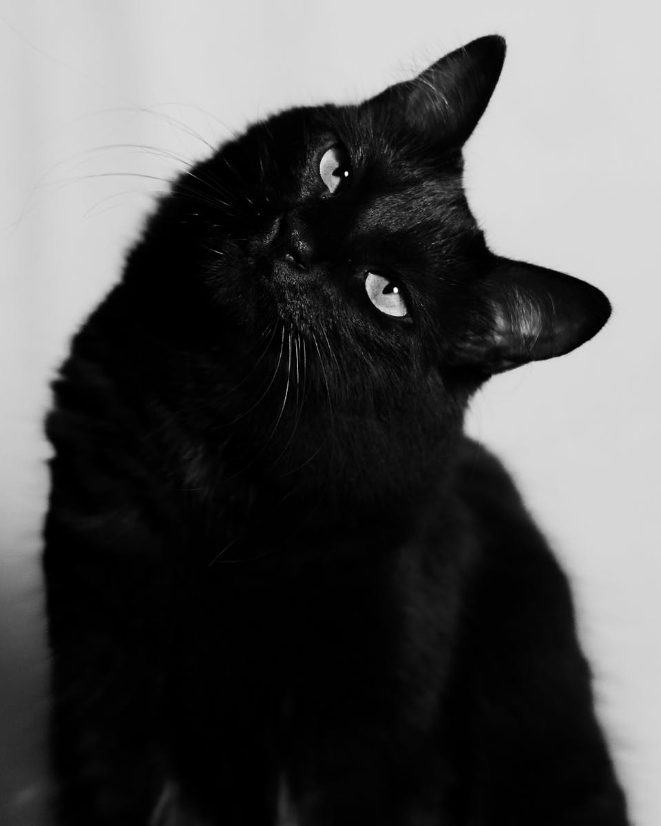 A black cat is looking up at the camera