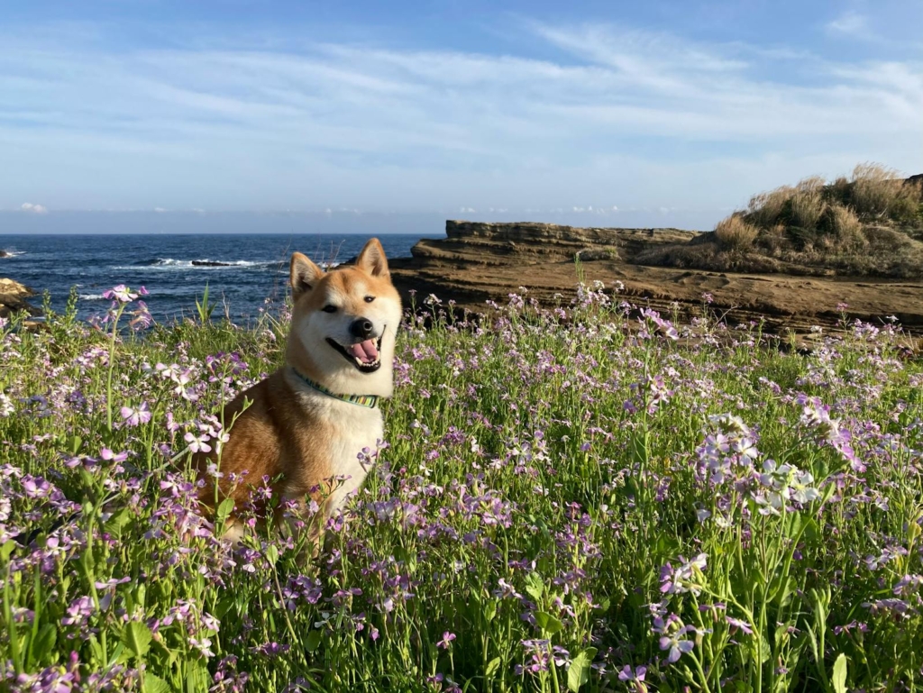 Photo of kazu, a shiba inu in kyoto, japan