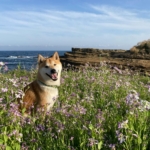 Photo by Leo Shibainu Dog