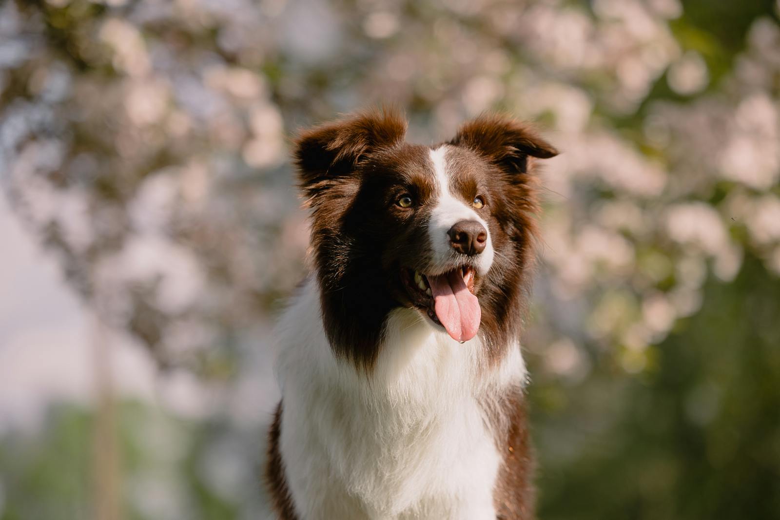 A border collie dog is sitting on a rock in front of a tree