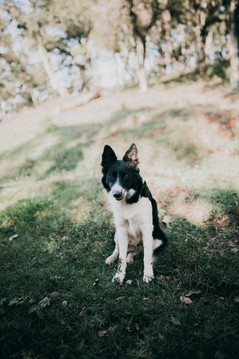 A black and white dog sitting on the grass