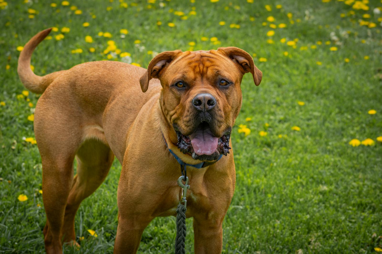 Photo of james, a pit bull terrier, in new york, ny