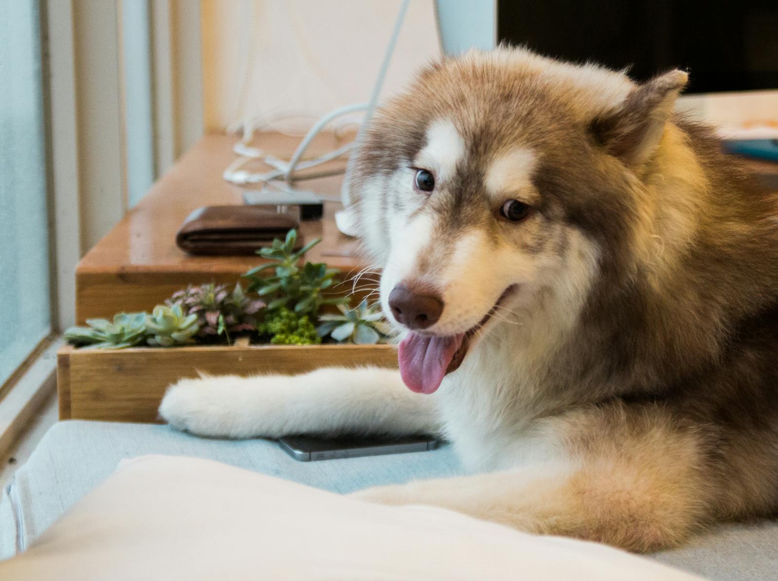 Adultybrown and White Siberian Husky