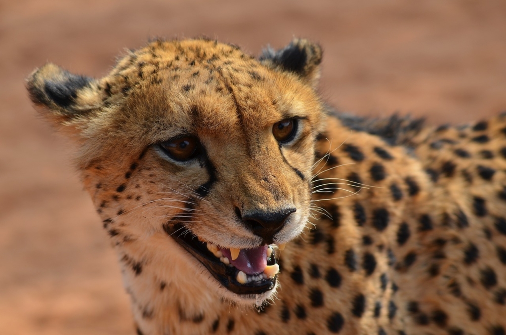 cheetah, namibia, africa