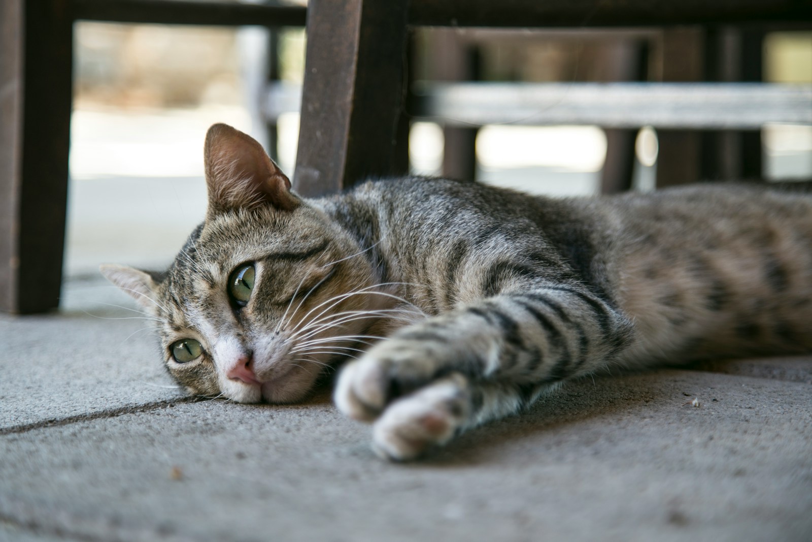 silver tabby cat lying on ground