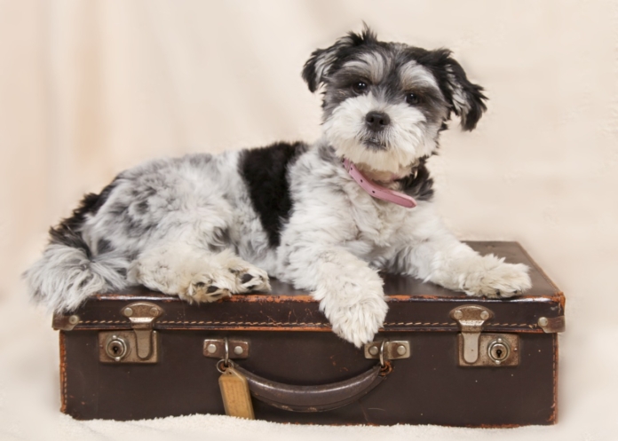 dog, suitcase, nature