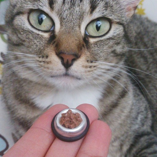 Cat being offered a comically small bowl of wet food. The cat appears nonplussed.