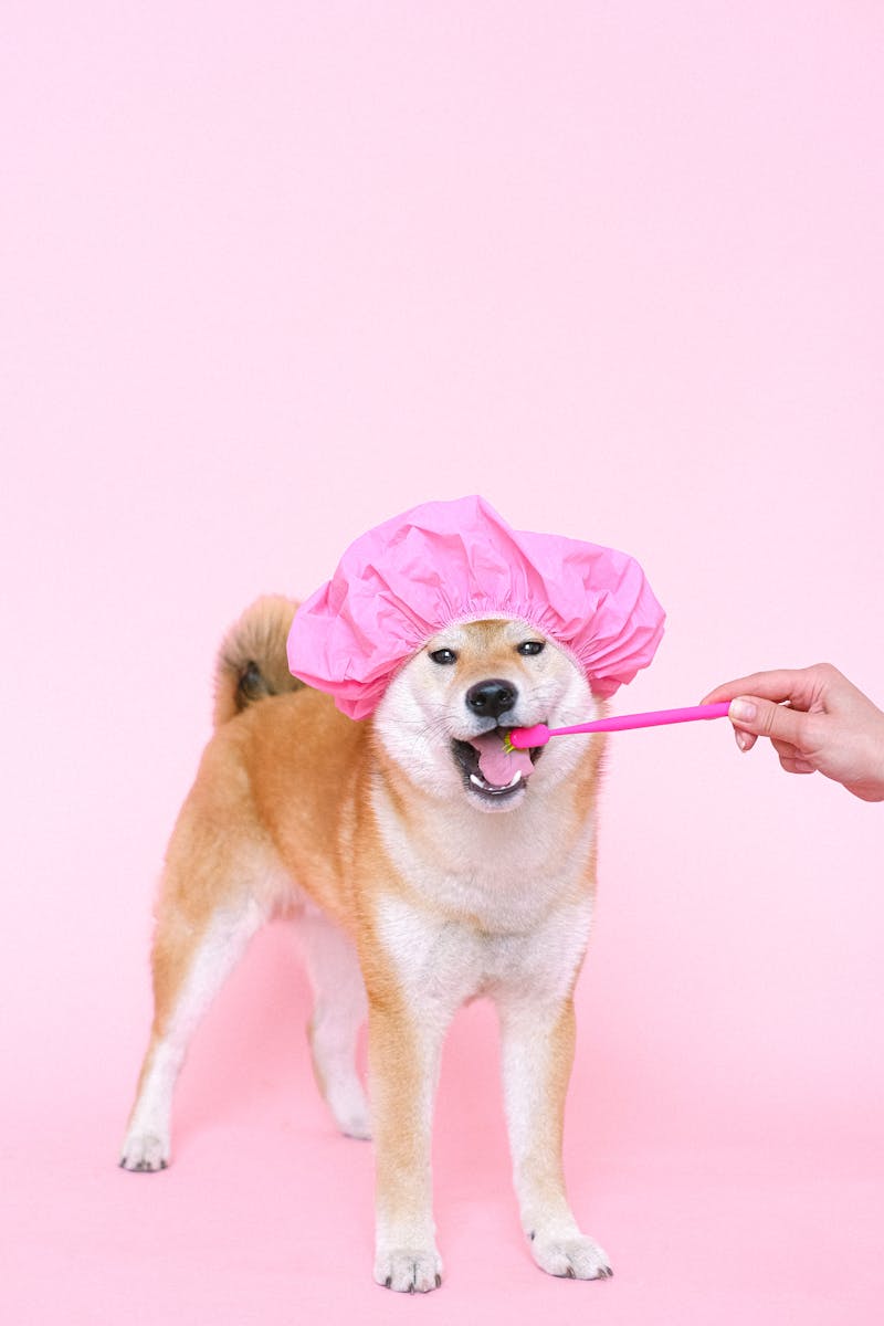 Brown Short Coated Dog Wearing Pink Hair Cap and using a toothbrush