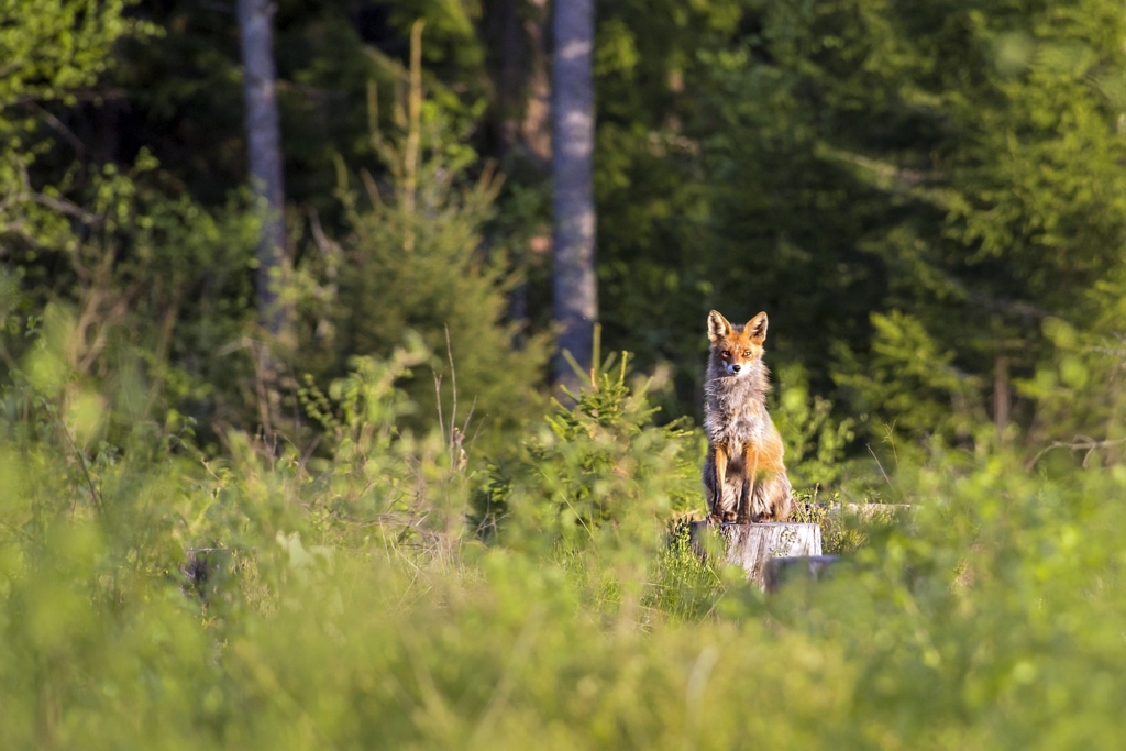 red fox, vulpes vulpes, animal