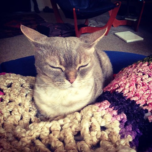 A Devon Rex cat doing a Yoda impression