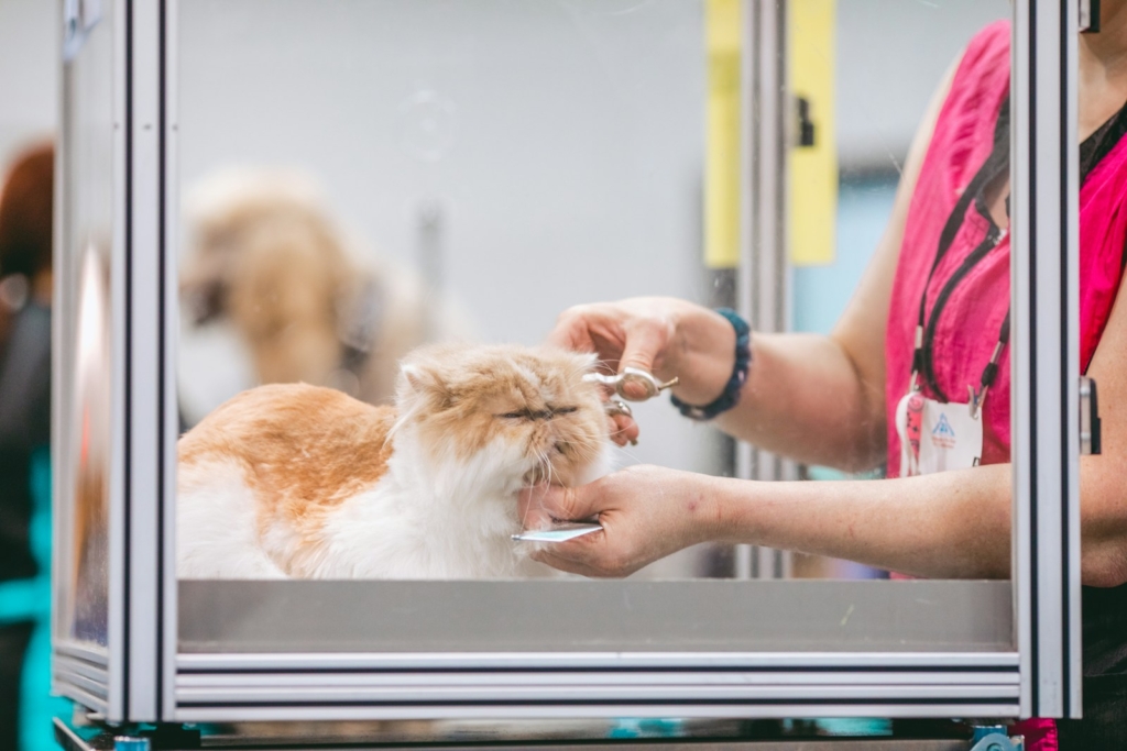 person grooming white and brown long fur cat