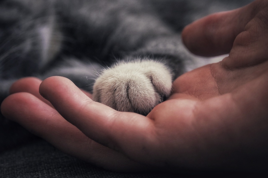 cat, human, hand