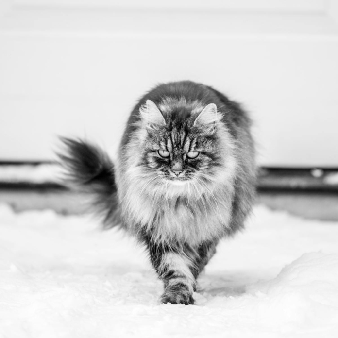 Full body serious cat with fluffy gray fur walking on snowy ground in winter garden and looking at camera attentively