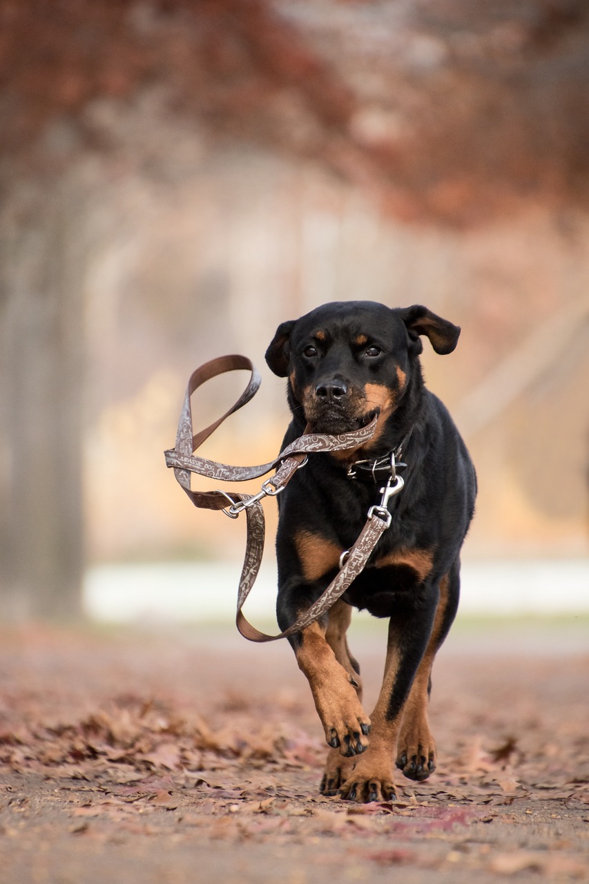 rottweiler, dog, running