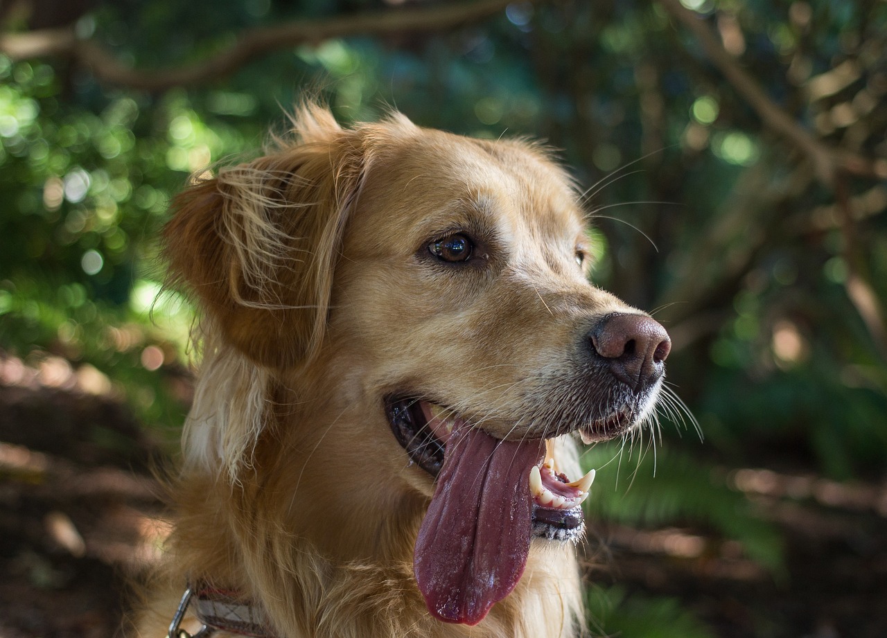 animal, dog, retriever