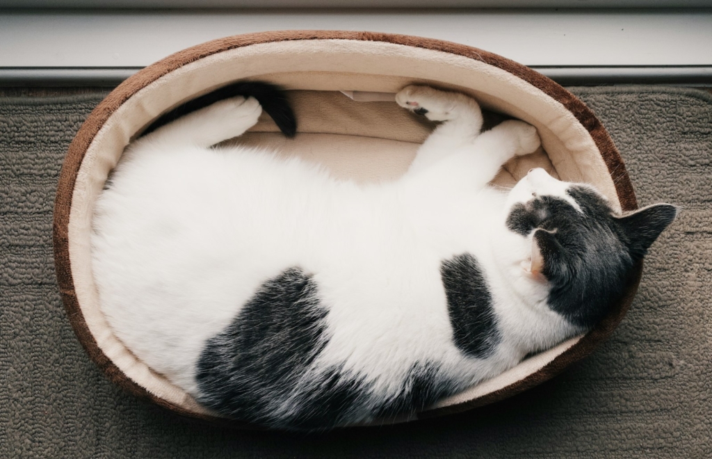 white and black coated cat laying on beige pet bed