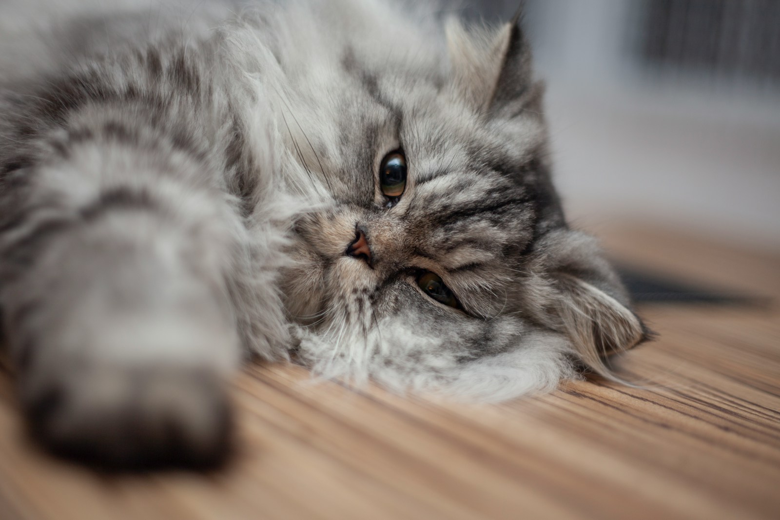 a grey cat laying on a wooden floor