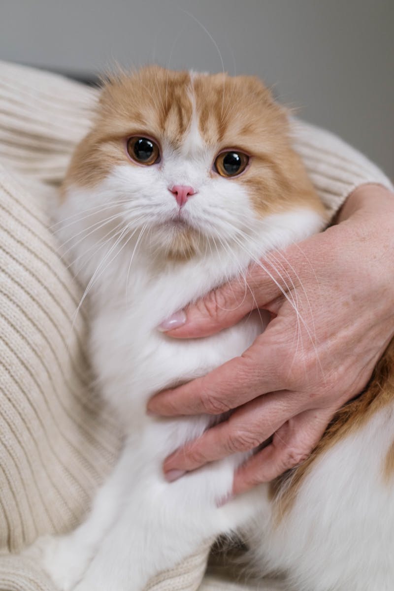 Woman Holding Her Cat