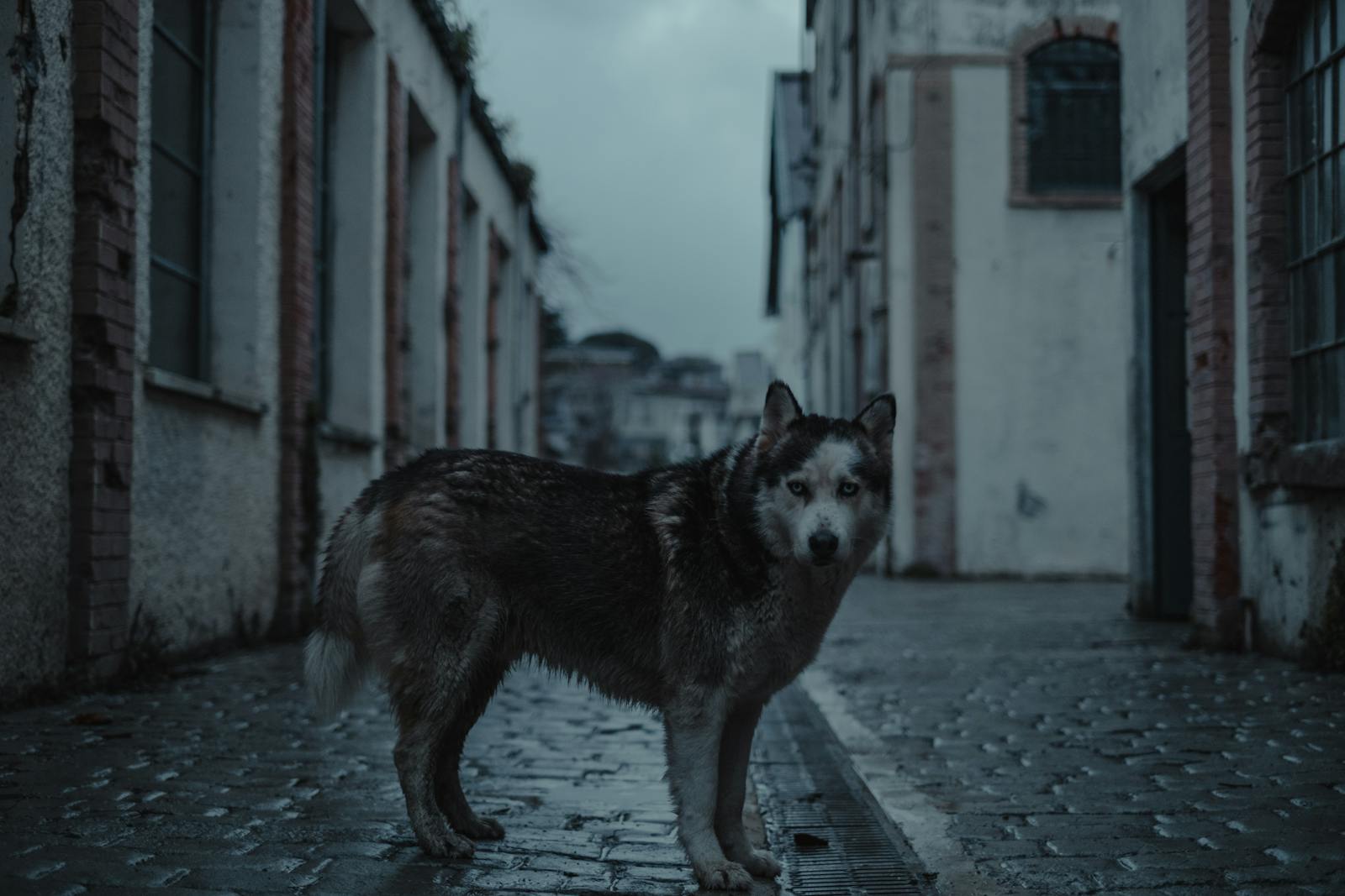 Runaway husky dog standing on cobbled road between old buildings and looking at camera in evening