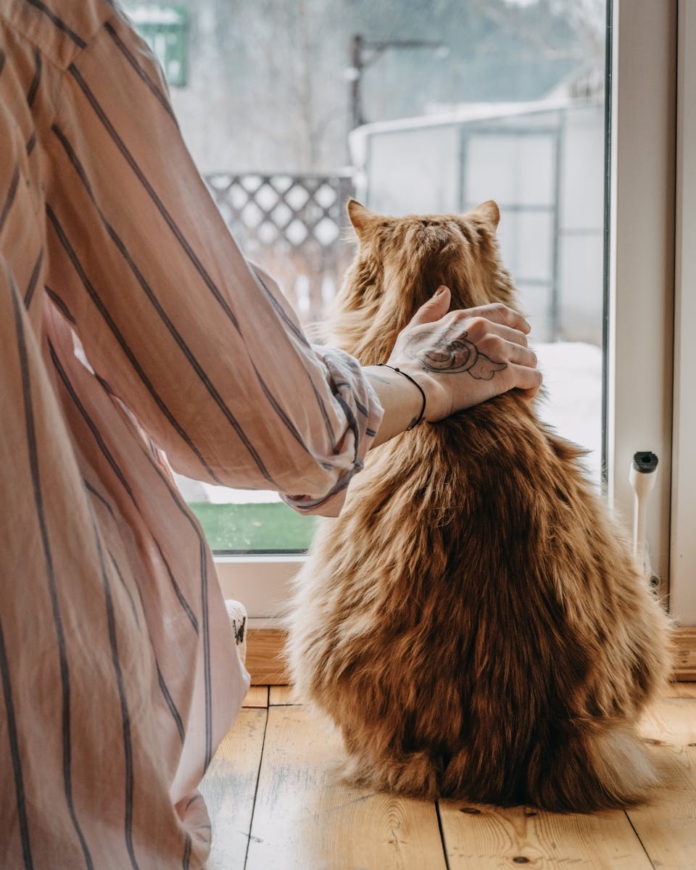 Back view of crop unrecognizable tattooed female owner in casual clothes caressing obedient fluffy cat sitting on floor and looking through window