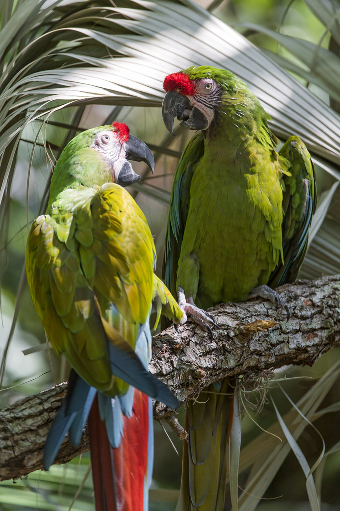 Two great green macaws again