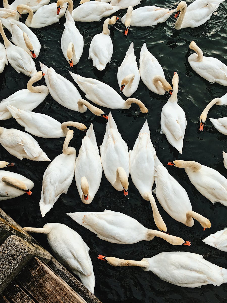 Herd of Swans on Body of Water