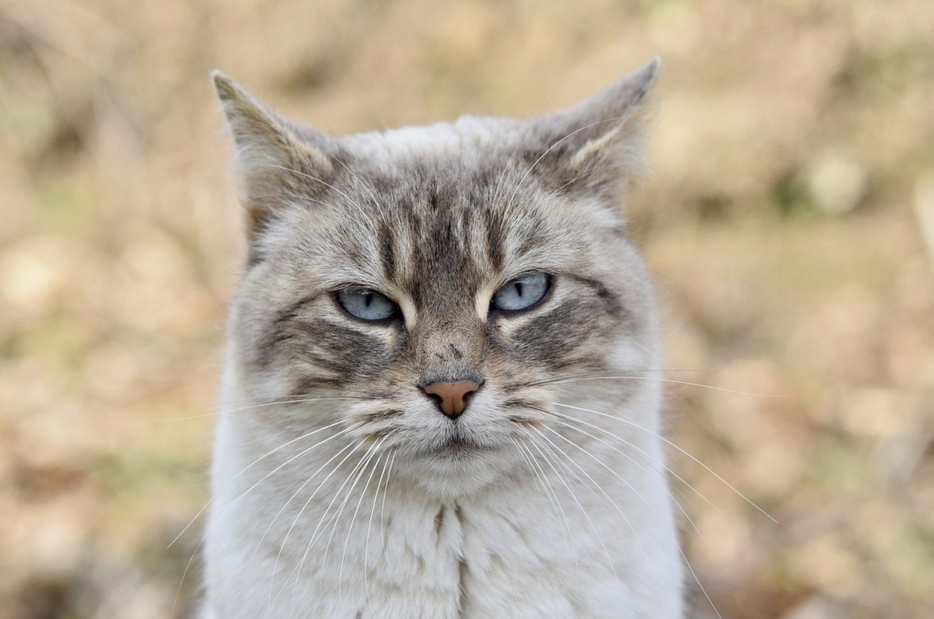 cat, alley cat, european cat