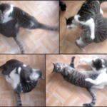 Cat-Fight-Mosaique