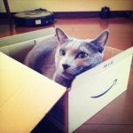 サム猫はアマゾンの箱が大好き / Sam the cat always love to get in the Amazon box