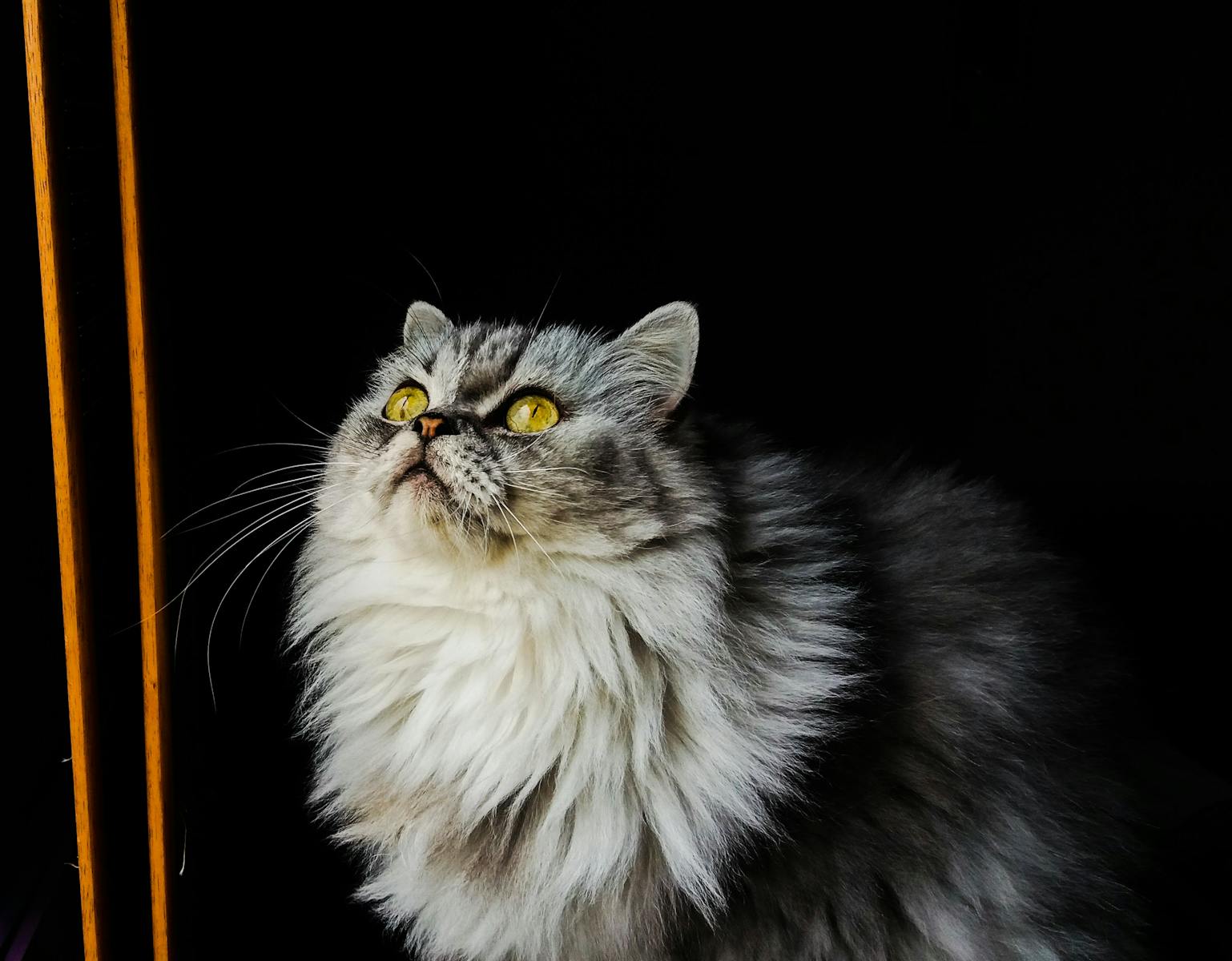 Fluffy Gray Cat Looking Up