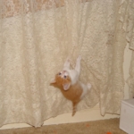 Kitten hanging from curtain.