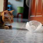 A cat looks at an empty plastic bag in a hallway. DSLR, comfortable feel, natural lighting.